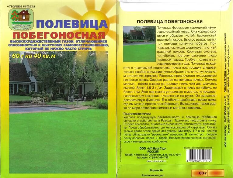 Полевица ползучая. Трава Полевица для газонов. Полевица побегообразующая.