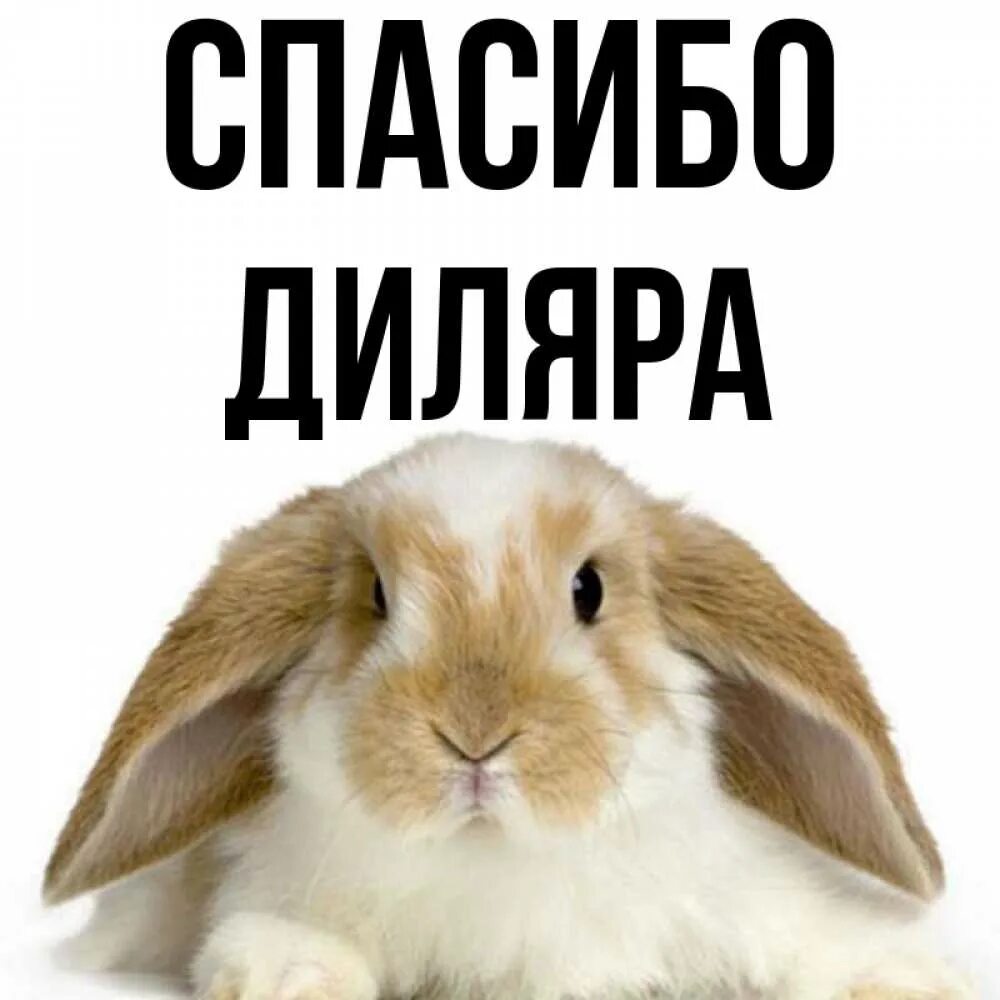 Диляра значение. Диляра картинки. картинки с именем диляра. спасибо диляра..