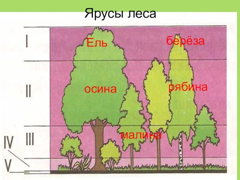 Какие ярусы. Ярусы леса. ярусы смешанного леса. ярусы леса схема. модель этажи леса для дошкольников.