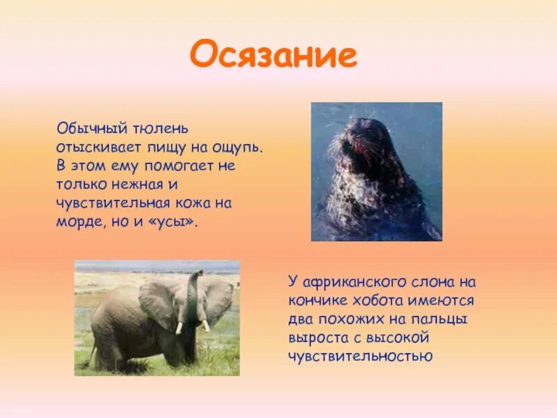 У млекопитающих функцию осязания выполняют ответ. Органы чувств животных. интересные факты об органах чувств животных. органы осязания животных. осязание у животных.