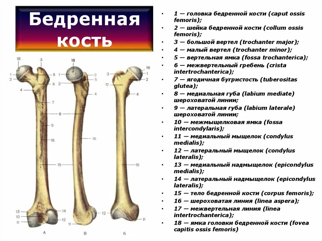 Межвертельный гребень бедренной кости. Бедро строение анатомия кости. Бедренная кость анатомия строение.