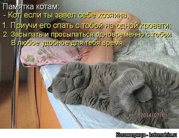 Сколько спят котята в 2. Кот памятка. Как приучить кошку спать рядом. Кот научу засыпать.