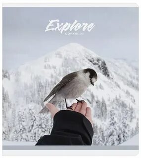 Like a bird