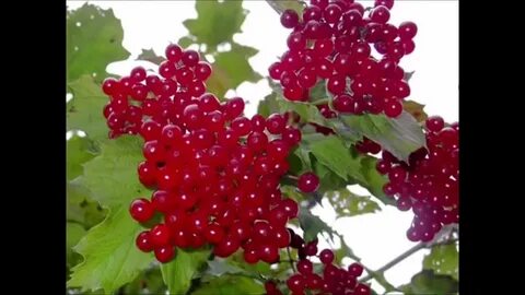 Горька ягода песня николаевой а любовь