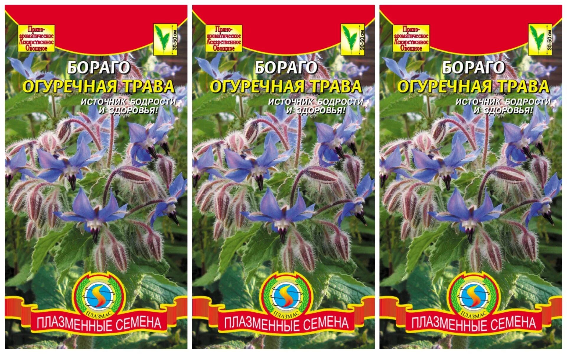 Бораго огуречная трава. Огуречная трава семена. Семена бораго гном. Бораго семена. Огуречная трава ручеёк.