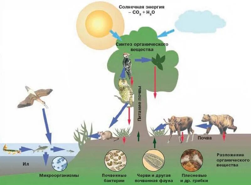 Как питается первый живой организм. Круговорот веществ в природе биология. Цепочка круговорота веществ в природе 3 класс. Схему круговорота органических веществ в экологическом сообществе,. Схема круговорота веществ в природе 9 класс биология.