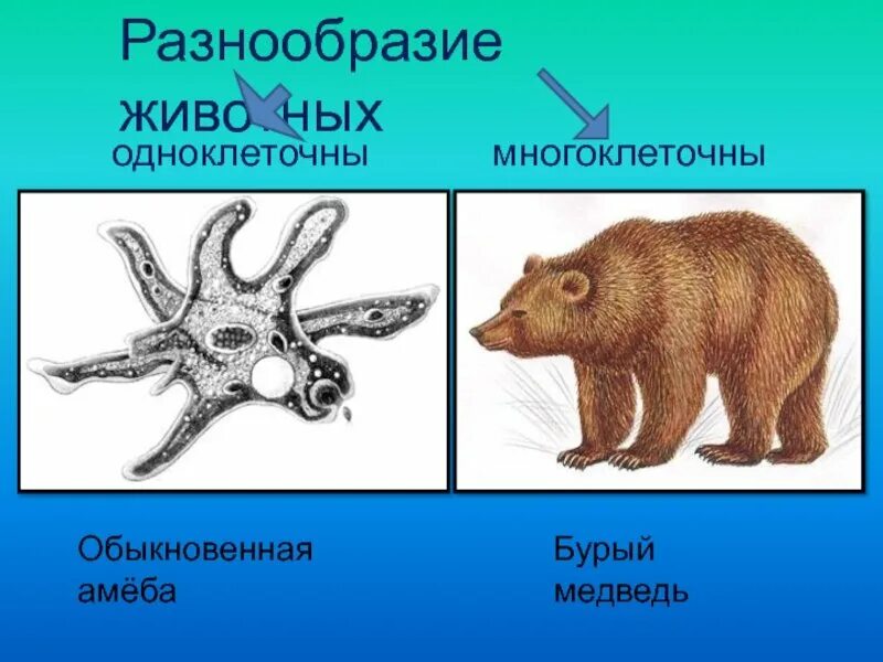 Разнообразие многоклеточных. Многоклеточные животные. многообразие зверей. разнообразие многоклеточных животных. разнообразие одноклеточных животных.