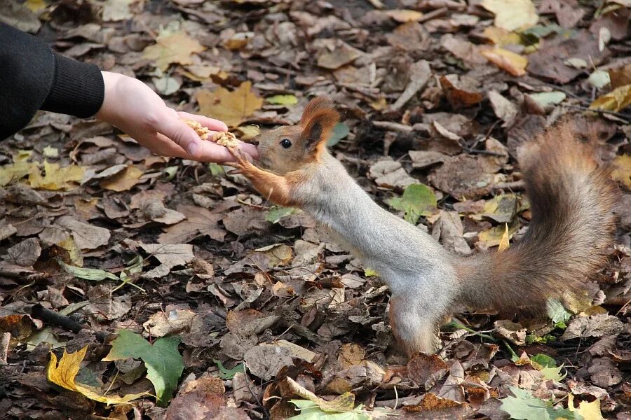 Казань парк горького осенью белочка. Какие животные обитают в парке. Какие животные обитают в парке. Животные в городском парке. Какие животные обитают в парке.