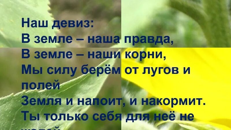 Девиз земли. Девиз про землю. лозунги про землю почву. слоганы девизы лозунги. наш девиз.