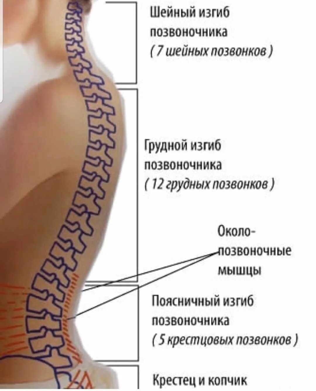 Изгиб позвоночника 6