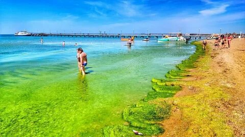 Больше всего водорослей замечено на центральном пляже, но в последние годы цветение...