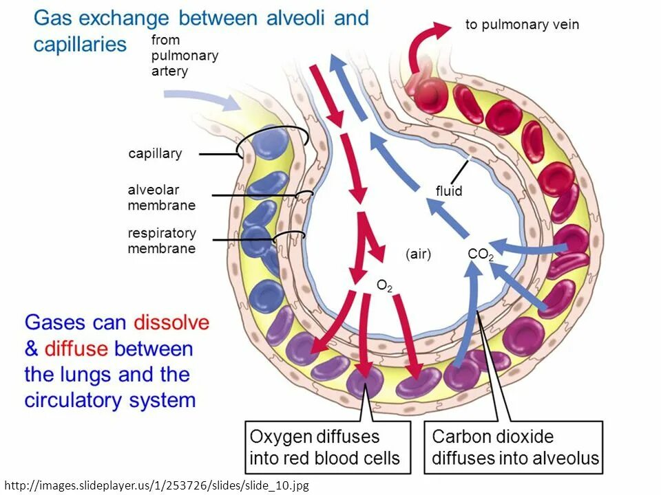 дыхательная система альвеола газообмен. дыхательная система альвеола газообмен. кислород поступает из альвеол в капилляры. кислород из альвеол. благодаря чему кислород диффундирует из альвеол в капилляры.