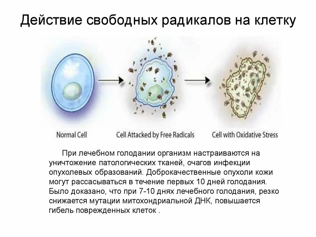 Кожей радикал. Механизм действия антиоксидантов на свободные радикалы. Действие свободных радикалов. Действие свободных радикалов на клетку.