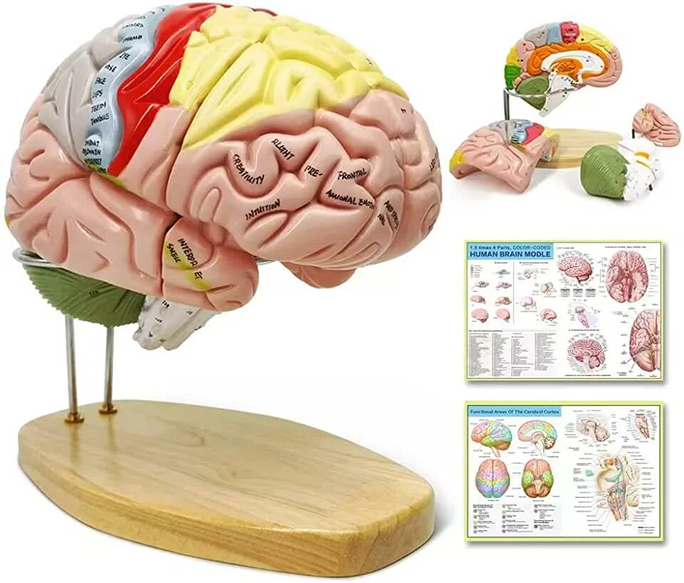 Brain best. Макет мозга. Модель головного мозга. Мозг пластик. Модель мозга своими руками.