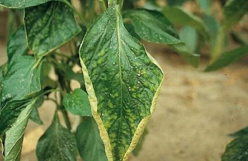 Фиолетовый цвет листьев у перцев. Фиолетовая рассада. Жёлтые листья у перца. Перец рассада нехватка чего?. Перец не хватает.