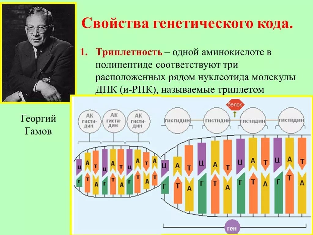 Генетический код триплет нуклеотидов. Триплетность генетического кода. Свойства генетического кода Триплетность. Триплеты нуклеотидов ДНК.