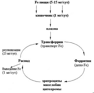 Обмен железа в организме человека