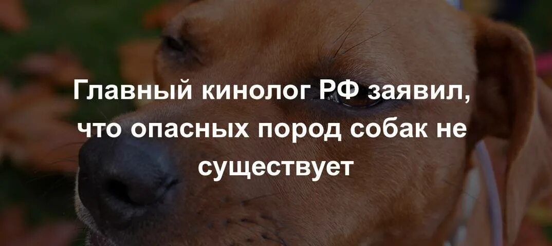 Потенциально опасные породы собак. Список потенциальных опасных пород собак в РФ. 12 Опасных пород собак в России список. Перечень потенциально опасных пород собак в Испании.