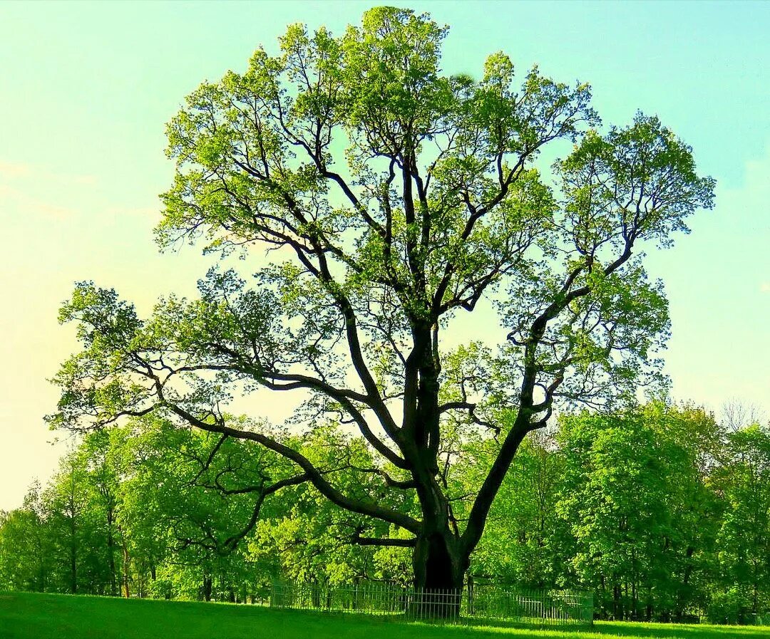 деревья летом. видео про деревья. дубовая роща алатырь. дуб македонский дерево. Oak moka дерево.