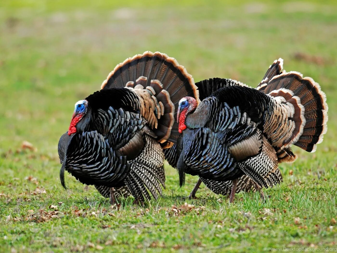 Есть ли индюк. Индейка обыкновенная meleagris gallopavo. Wild Turkey индюк. Индюк семейство фазановые. Североамериканская Дикая индейка.