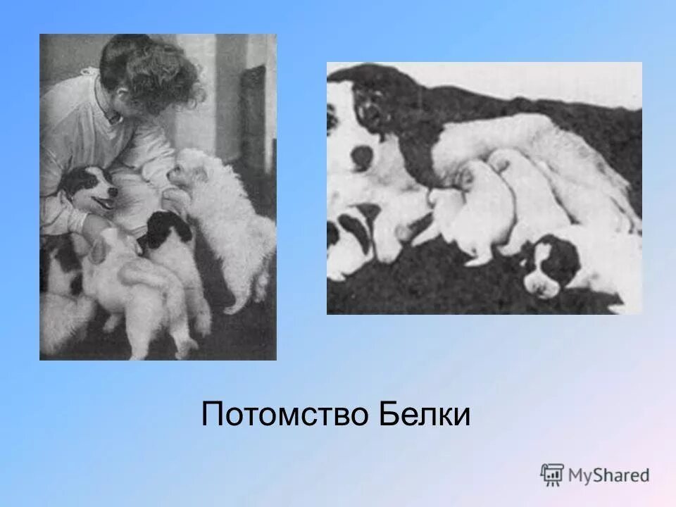 Потомство собаки стрелки. Потомок потомство. Константин великий родословное древо. Николай бунеев потомок пушкина. Родословная королевы виктории.