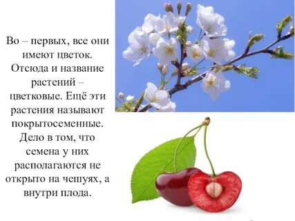 Покрытосеменные самостоятельная работа