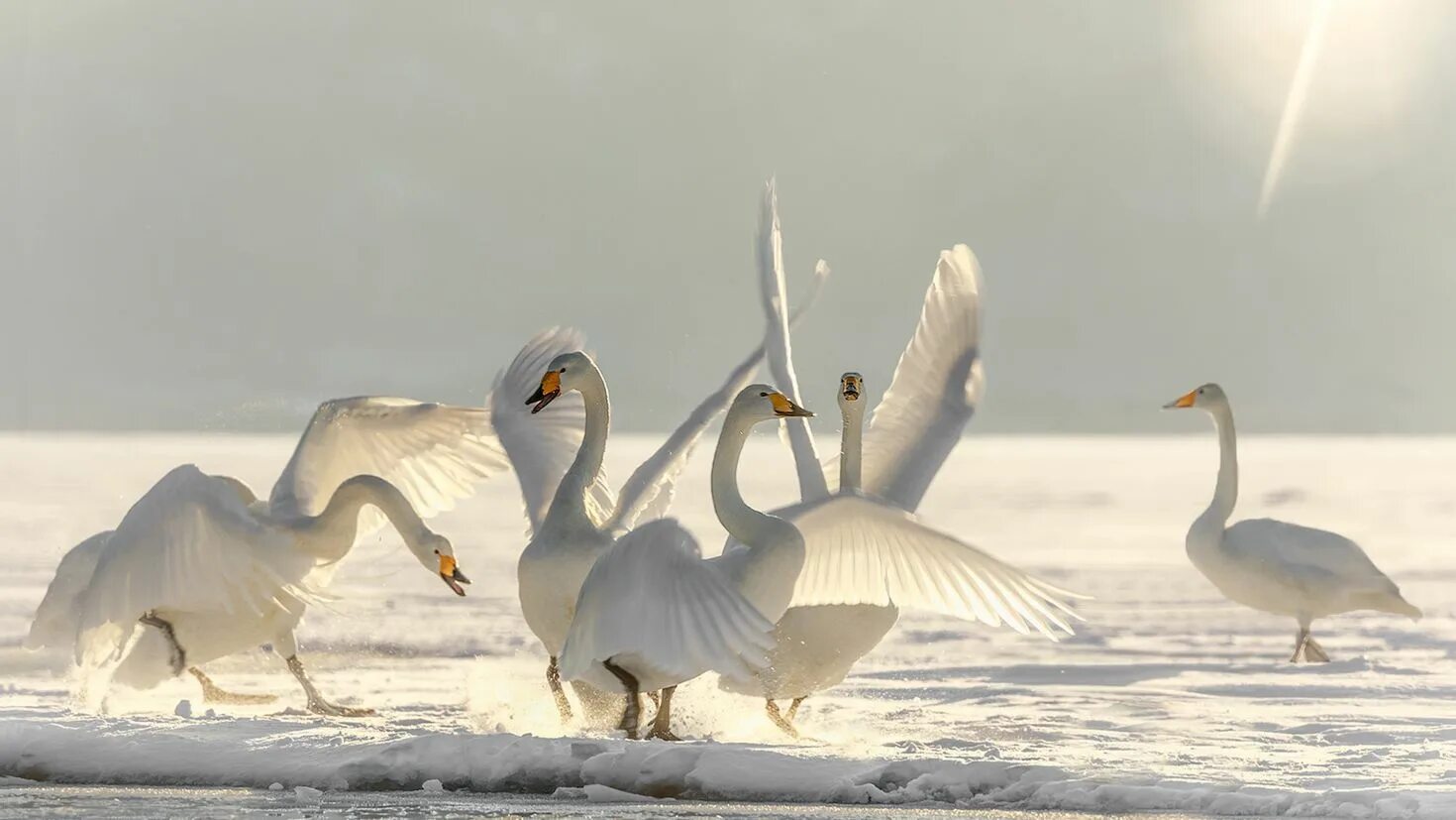 Лебедь лебедушка песня. Лебединое озеро светлое Алтайский край. Зимовка Тундровый лебедь. Лебединое озеро лебеди. Лебедь кликун.