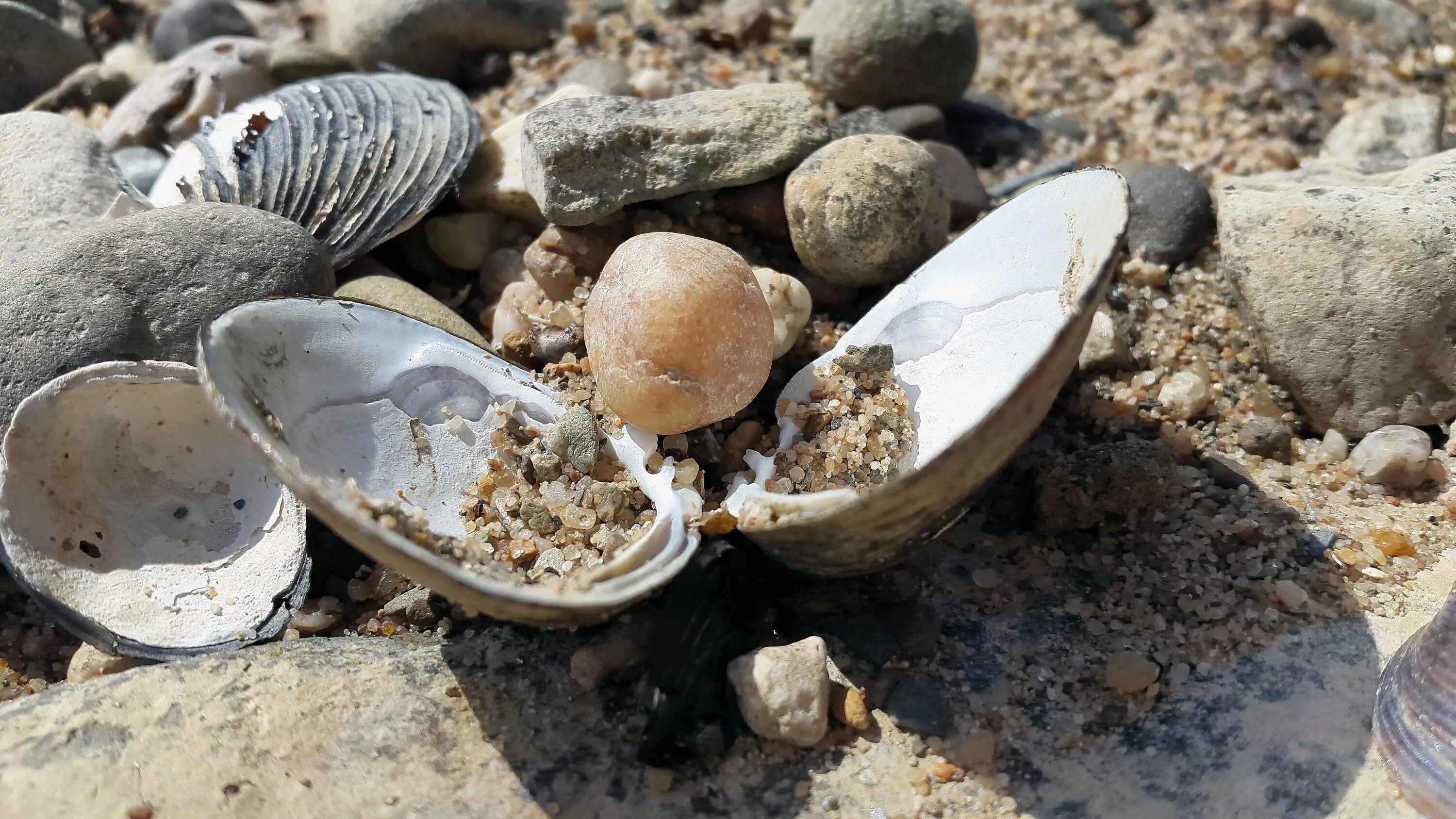 Пресноводные ракушки. Моллюски в песке на берегу. Раковины моллюсков. Речные моллюски.