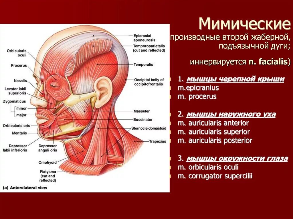 Функция мимических и жевательных мышц. Мимические мышцы вид сбоку. мышцы головы мимические и жевательные функции. мышцы лица и шеи и их функции. жевательные мышцы головы анатомия.