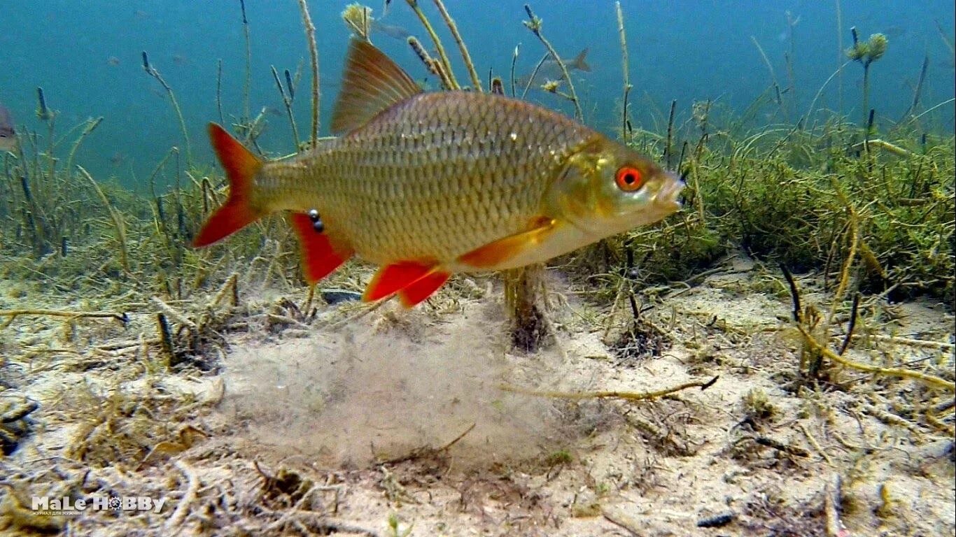 Карта моркови геншин импакт. Карпы где найти геншин. Интерактивная карта геншин импакт усыпальницы глубин. Карта сундуков геншин импакт. Светяшка геншин.