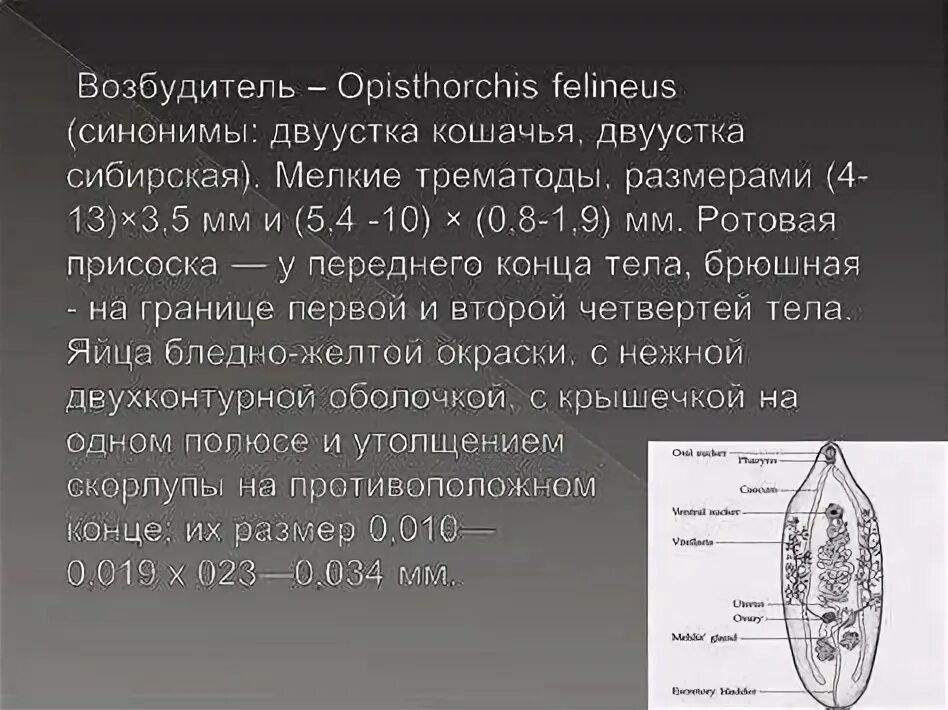 Описторхоз после лечения бильтрицидом. Описторхоз после лечения бильтрицидом