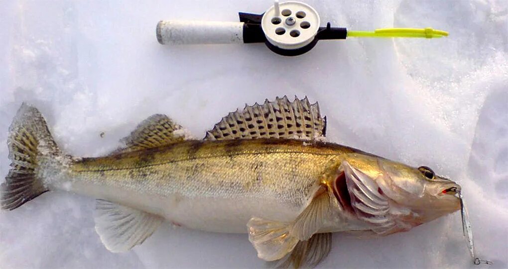 Ловля судака на блесну. Зимняя рыбалка на судака. Блесна бокоплав на судака. Блесна на судака20гр. Ловля судака на блесну.