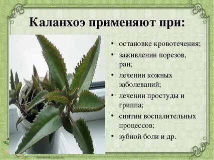 Каланхоэ лечебное виды