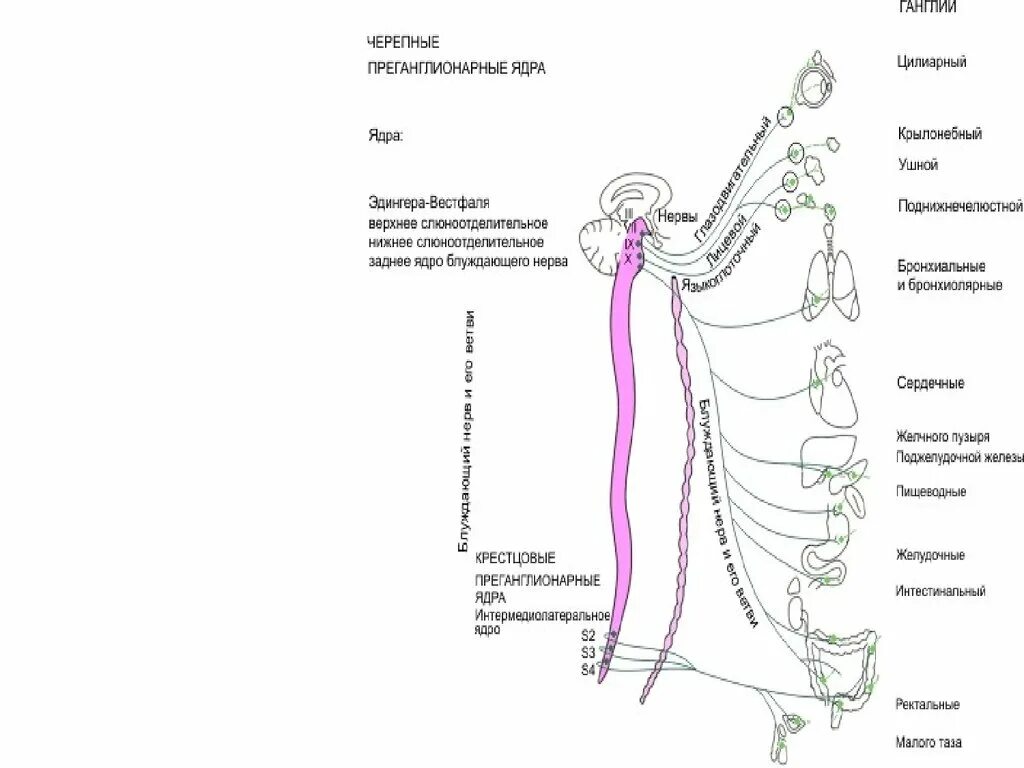 Блуждающий нерв парасимпатическая нервная. Преганглионарные ядра блуждающего нерва. Вегетативное ядро Эдингера Вестфаля. Крестцовые преганглионарные ядра. Заднее ядро блуждающего нерва.