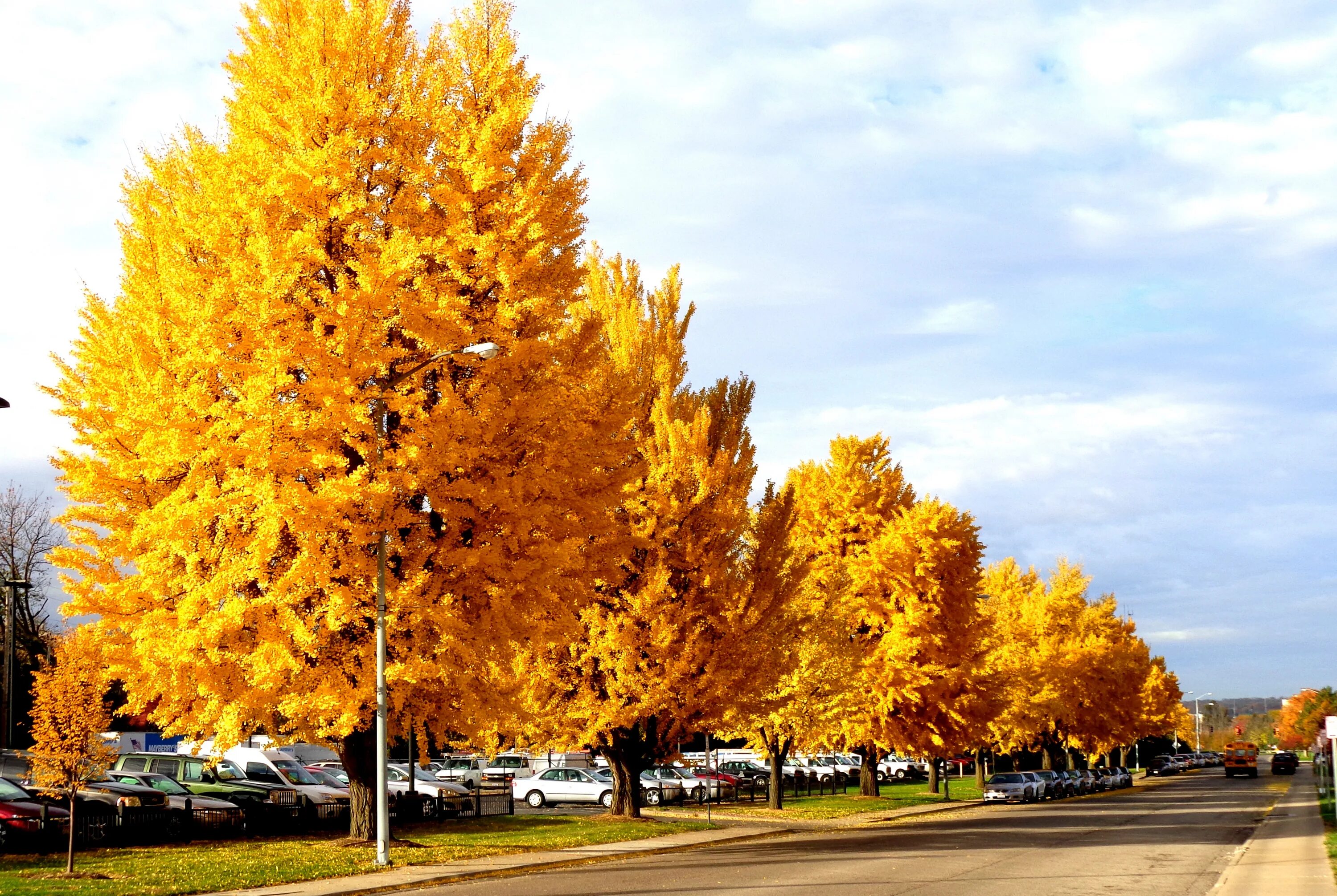 Golden tree