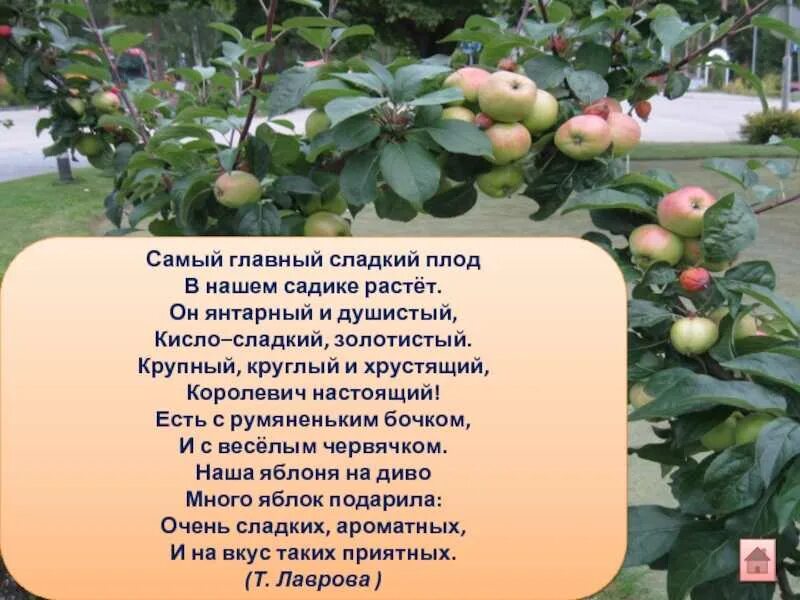 Краткое содержание салодкие яблоки. Стихотворение про яблоню. стих про яблоко. стихи о яблоках в саду. детские стихи про яблоки.
