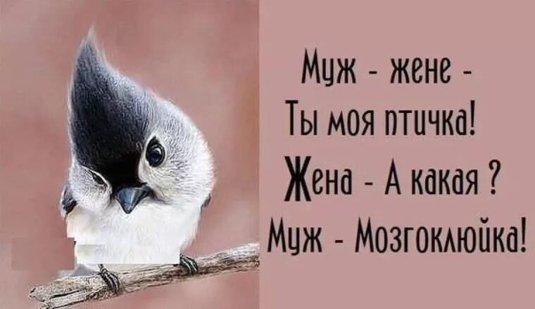 Смешная птица рисунок. Женя птичка. Птичка мозгоклюйка картинки. Женя птичка. Женя кац.