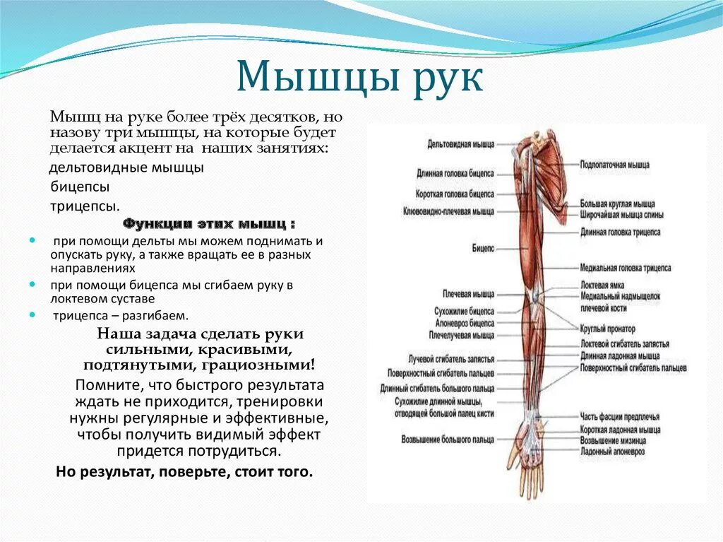 Мышцы руки функции. Анатомия мышц руки и плеча. мышцы левой руки анатомия. мышцы руки схема с функцией. мышцы руки и плеча схема.