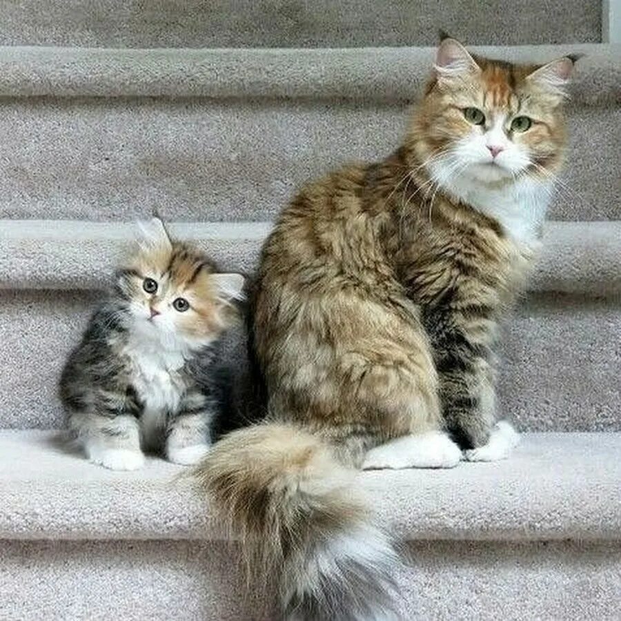Мамины коты. Мама кошка. Кошка с котятами. Котята с мамой. Котики маленькие и большие.