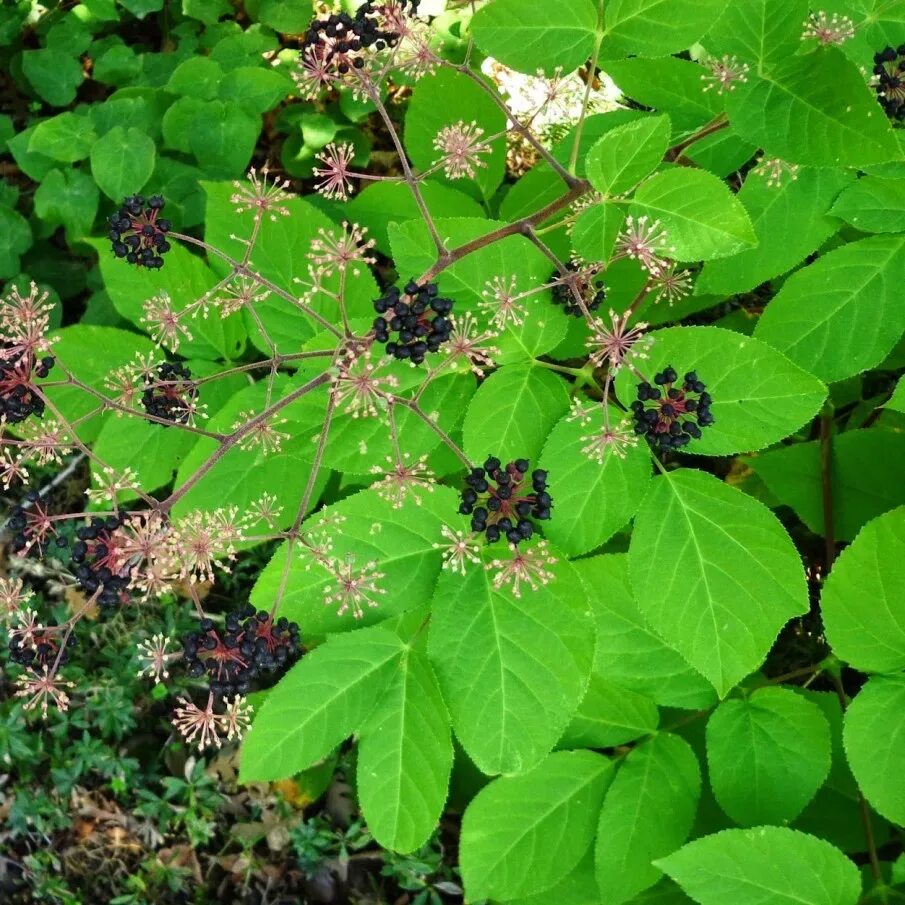 Аралия высокая. Аралия сердцелистная. Аралия сердцевидная Aralia cordata. Аралия кистистая. Маньчжурская Аралия маньчжурская.