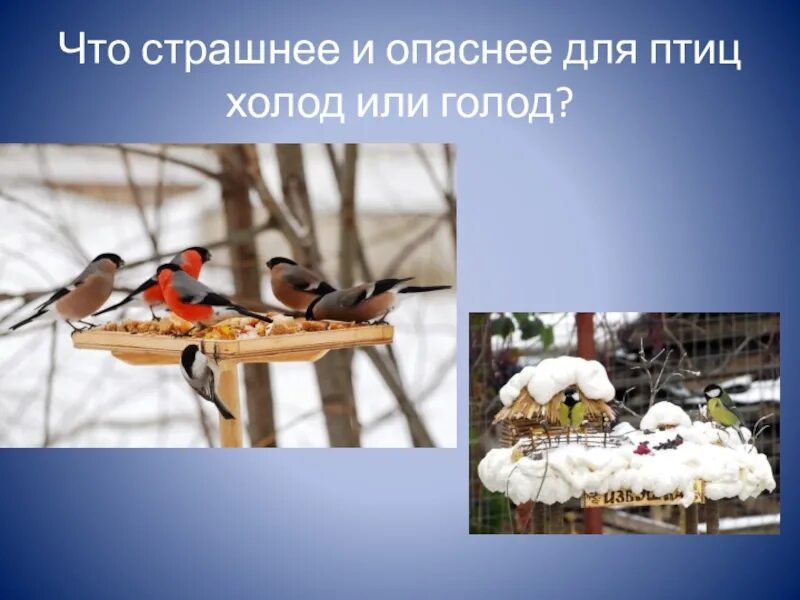 Жалобы от животных. Птицы забайкалья зимой. Как птицы помогают природе. Голод птиц зимой. Что для птиц страшнее голод или холод.