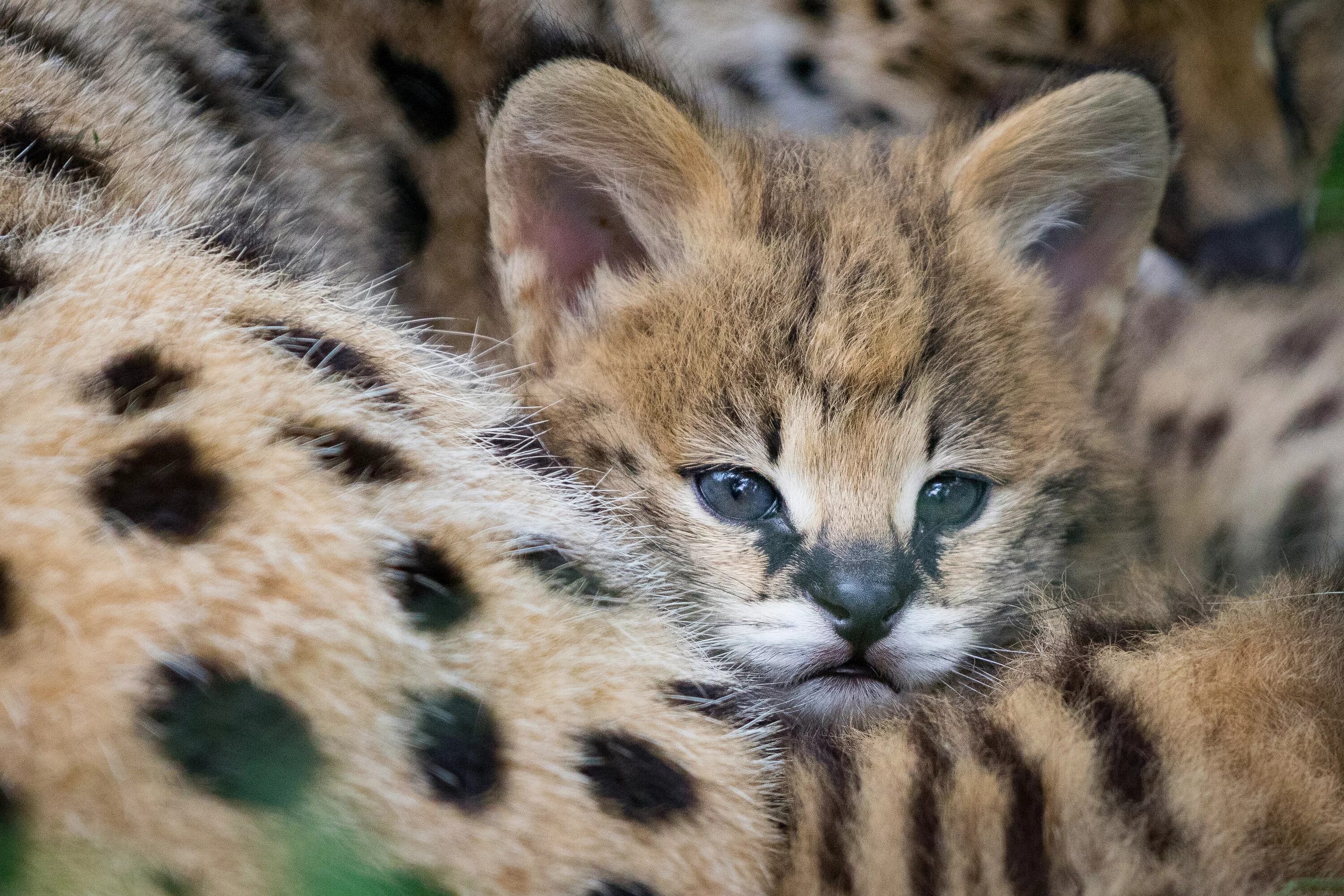 Кошачие