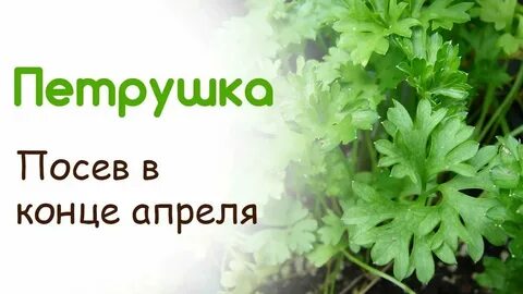 Посев семян петрушки в открытый грунт