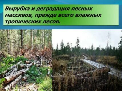 Примеры лесных массивов