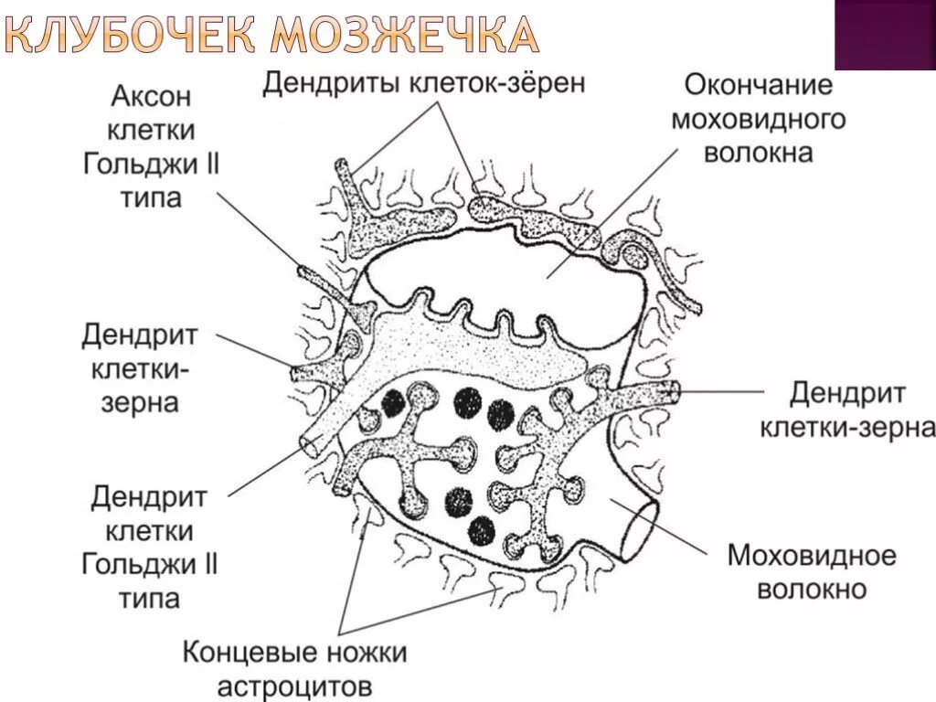 Мозжечок волокна. Клетки зерна и клетки Гольджи. Структура клубочка мозжечка:. Схема строения клубочка зернистого слоя коры мозжечка.. Клубочки мозжечка гистология.