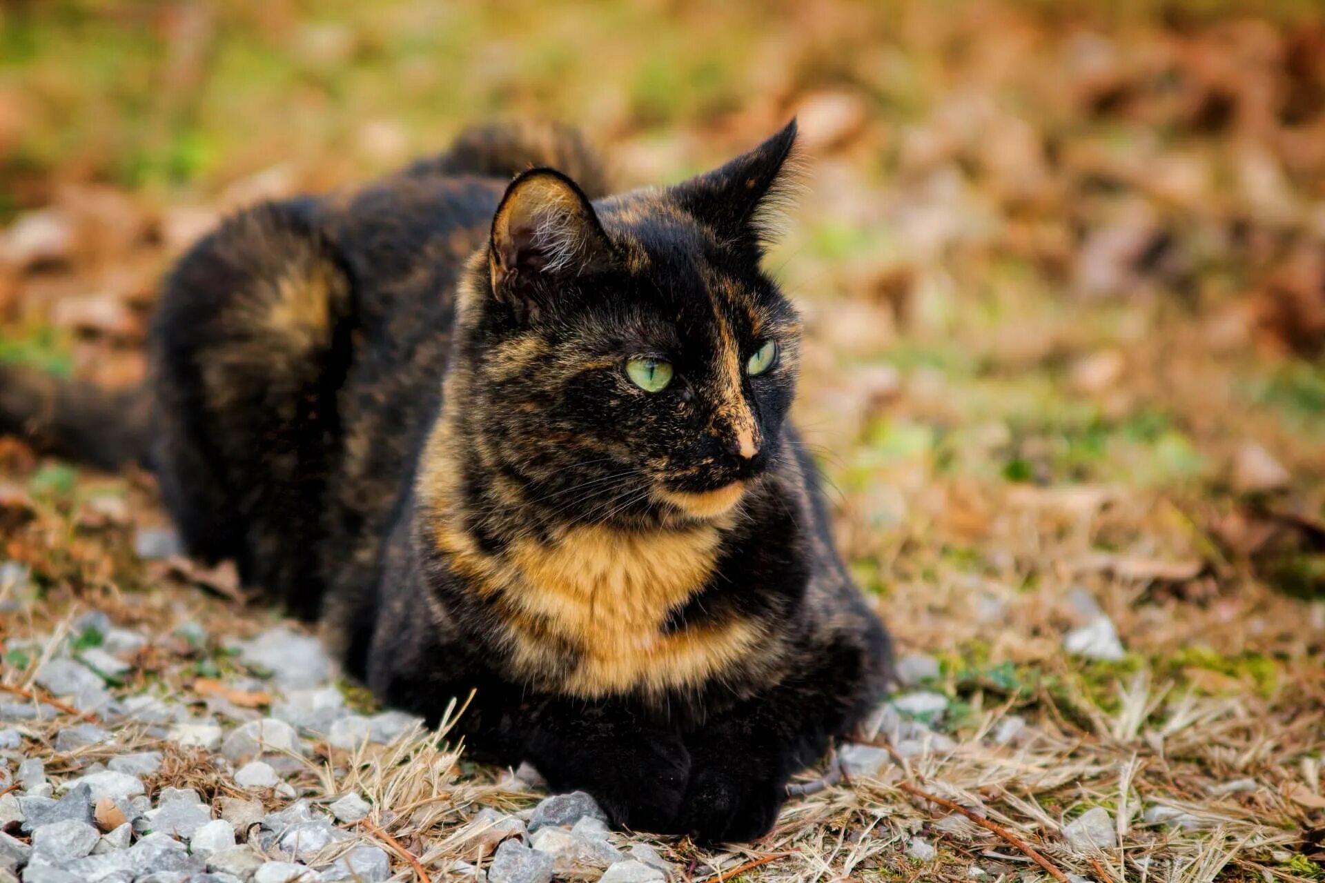 Черепаховая кошка Калико. Черно рыжая черепаховая кошка. Tortoiseshell Cat порода. Черная кошка с черепаховым окрасом. Кошка черная с рыжими пятнами порода