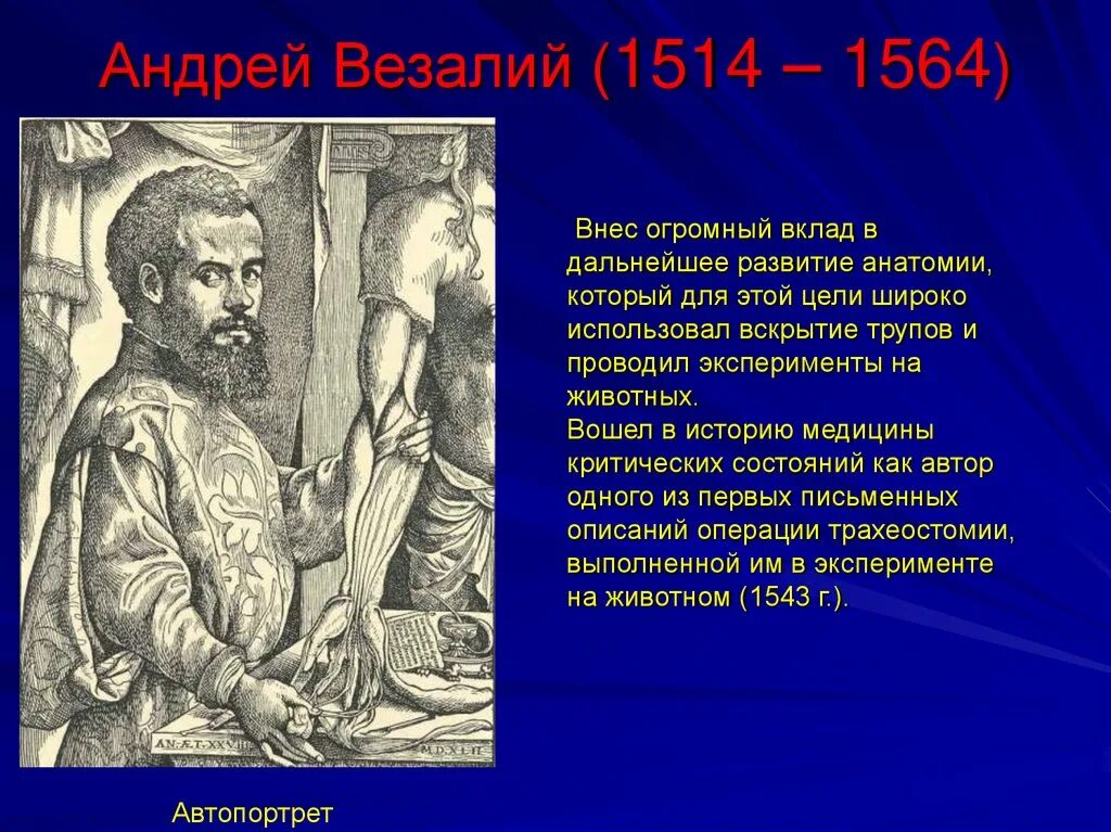 Какой вклад в науку внес везалий. Какой вклад в науку внес везалий