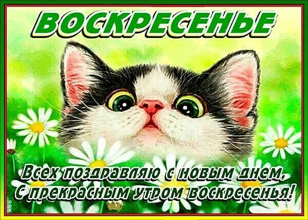 Картинки с добрым воскресным утром прикольные смешные. Открытки с воскресеньем прикольные. открытки прекрасного воскресенья. прикольные поздравления с воскресеньем. классного воскресенья.