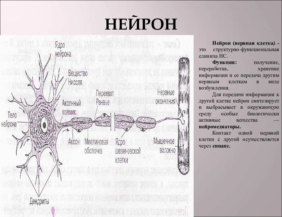 2 нейрон состоит из. Нервная клетка. нейрон. нервная клетка нейрон. морфология нейронов.