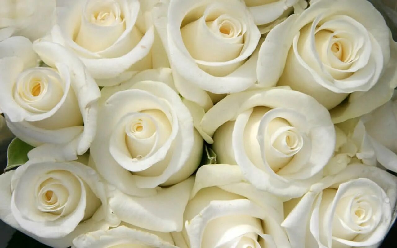 White. Роза Магади. Белые розы Магади. Роза Вайт шоколад. Роза Вайт Роуз.